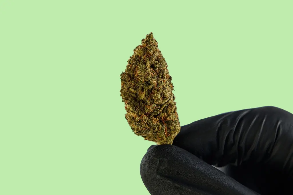 Sunset Sherbet Premium Indoor CBD Flowers