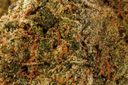 Sunset Sherbet Premium Indoor CBD Flowers