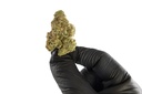 Banana Runtz Premium Indoor CBD Flowers 