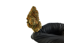 Blueberry Muffin Premium Indoor CBD Flowers 