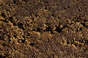 Ice-O-Lator CBD Hash
