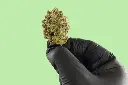 Rainbow Gelato Premium Indoor CBD Flowers 