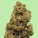 Tangie Premium Green House CBD Flowers