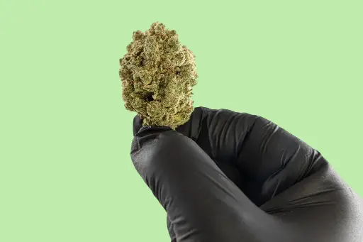 Rainbow Gelato Premium Indoor CBD Flowers 